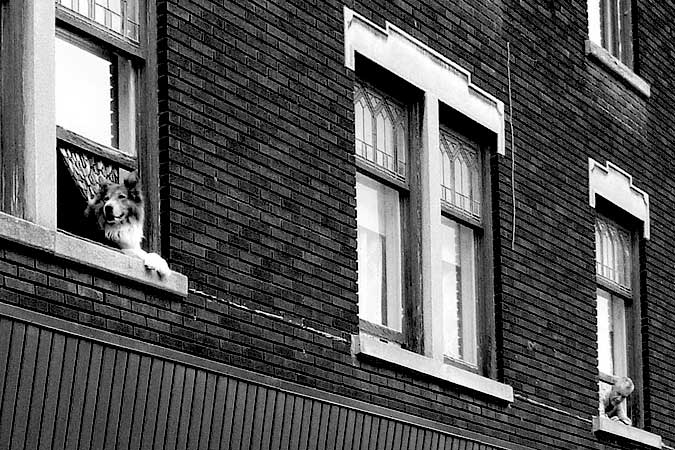 Dog in the window, man in the window