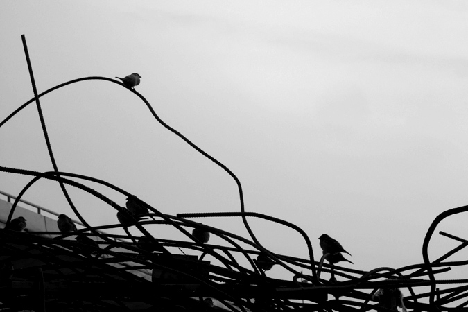 Bird on metal wire
