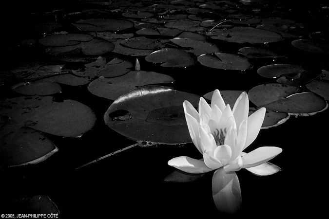 Fleur blanche sur eau noire